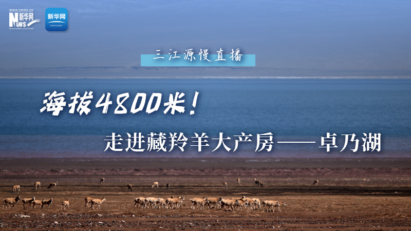 大美中國(guó)｜海拔4800米！走進(jìn)藏羚羊大產(chǎn)房——卓乃湖